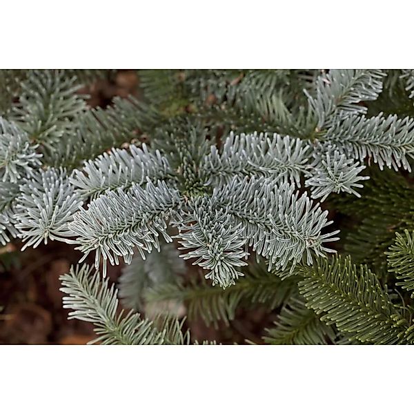 Abies Procera Glauca Edeltanne Blaugrün 60–70 cm günstig online kaufen