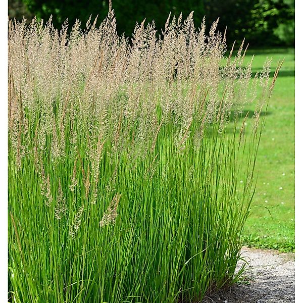 Wald-Reitgras - Calamagrostis arundinacea günstig online kaufen