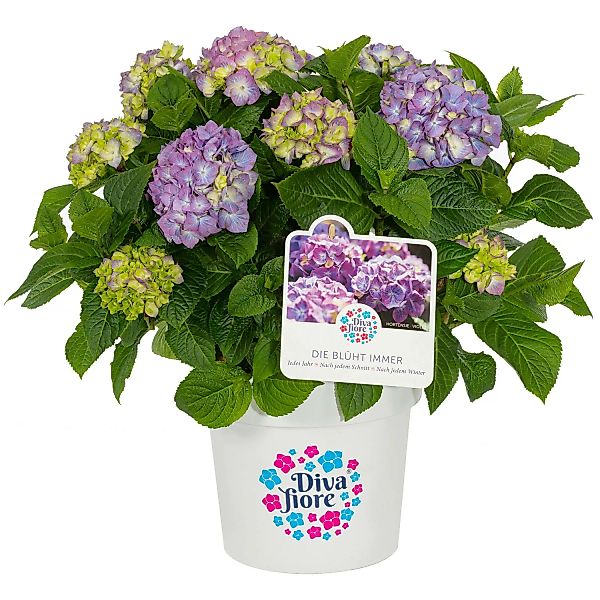 GROW by OBI Bauernhortensie Diva Fiore Violett ca. 30 cm - 40 cm günstig online kaufen