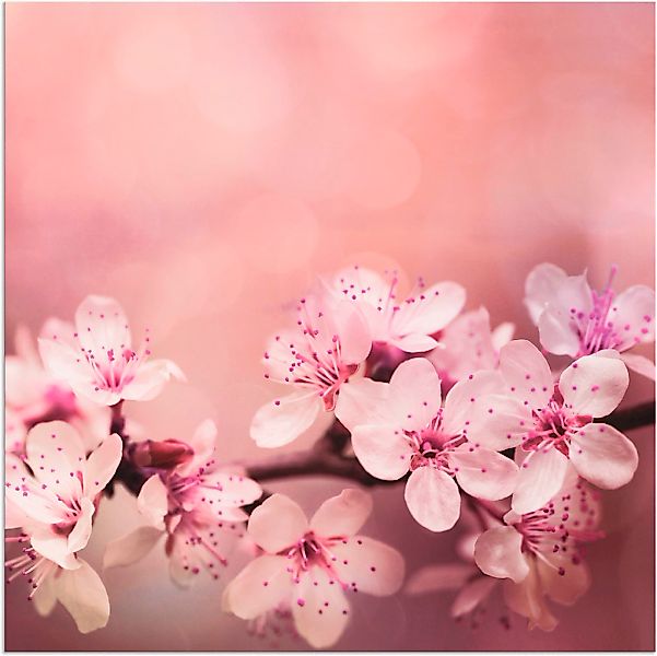 Artland Wandbild "Kirschblüten", Blumen, (1 St.), als Alubild, Outdoorbild, günstig online kaufen