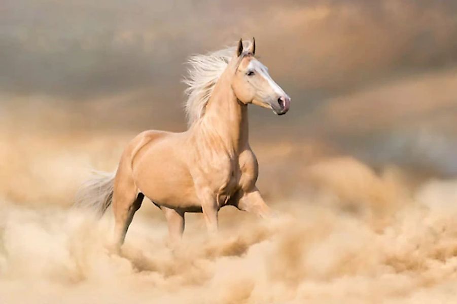 Papermoon Fototapete »Pferd im Staub« günstig online kaufen