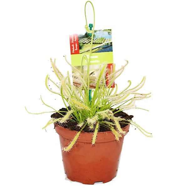 Exotenherz Zimmerpflanze Sonnentau - Drosera capensis - 9cm Topf günstig online kaufen