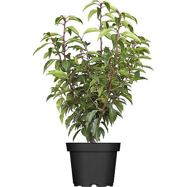 Kirschlorbeer Angustifolia Set à 24 Stück Höhe ca. 40-60 cm Prunus,usitanic günstig online kaufen