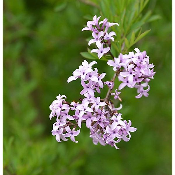 Hochstamm Persische Flieder Laciniata 80-100cm - Syringa persica günstig online kaufen