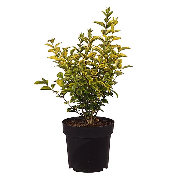 Gold-Liguster Aureum Höhe ca. 50-60 cm Topf ca. 4,5 l Ligustrum ovalifolium günstig online kaufen