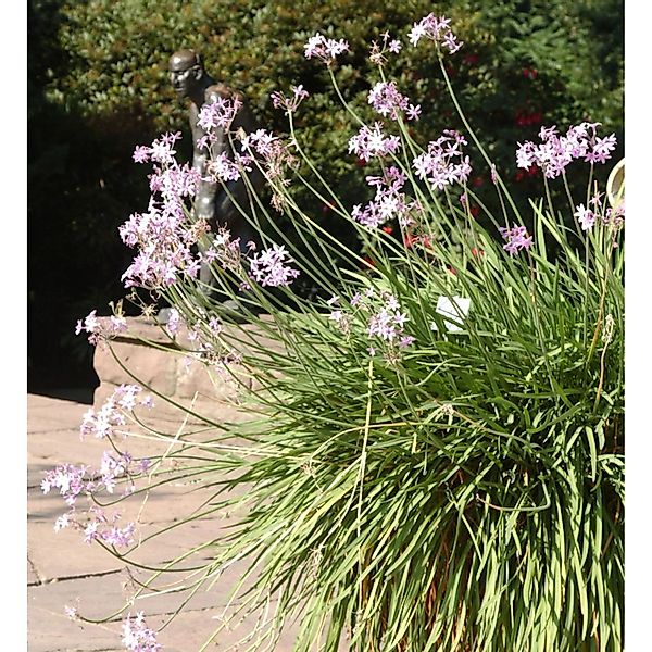 Zimmerknoblauch Variegata - Tulbaghia violacea günstig online kaufen