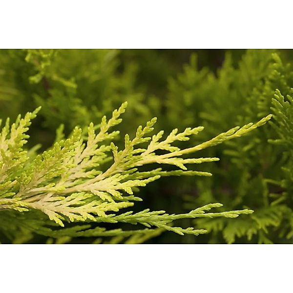 Cupressocyparis,eylandii 'Gold Rider' 150-175 cm günstig online kaufen