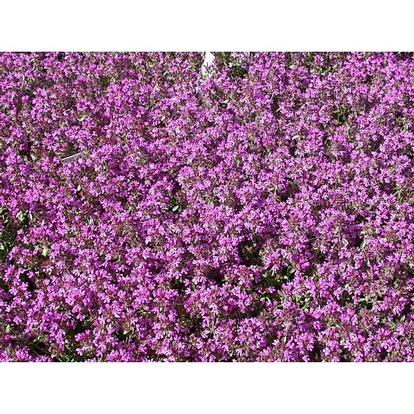 Thymus Serpyllum Sand-Thymian Aromatisch Ca. 9x9 cm Topf günstig online kaufen