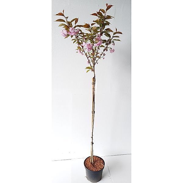 Pflanzen-Boering Japanische Nelkenkirsche Zierkirsche Prunus Kanzan Stämmch günstig online kaufen