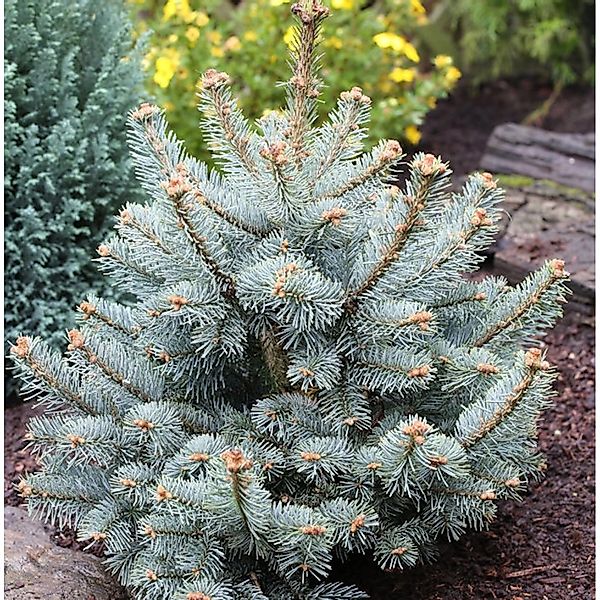 Zwergkorktanne Compacta 25-30cm - Abies lasiocarpa günstig online kaufen