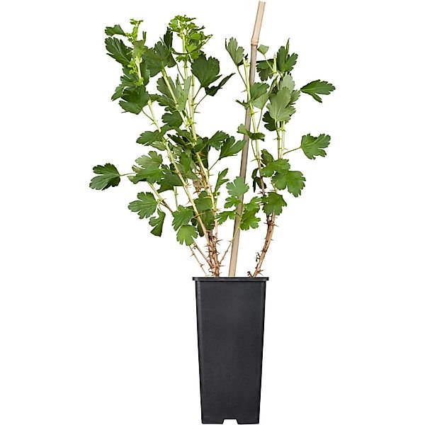 GROW by OBI Bio Stachelbeere Hinnonmäki Rot Topf ca. 2 l Ribes günstig online kaufen