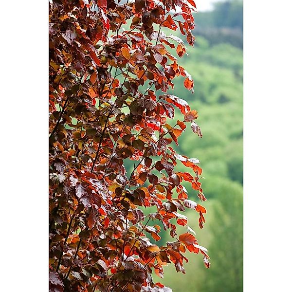Fagus Sylvatica Rohan Obelisk Rotbuche Säulenförmig 80–100 cm günstig online kaufen