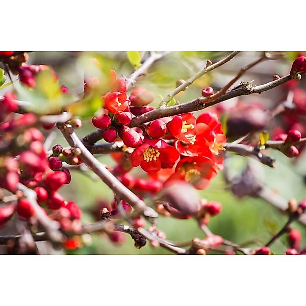 Chaenomeles Japonica Zierquitte 100–125 cm Leuchtend Rot günstig online kaufen