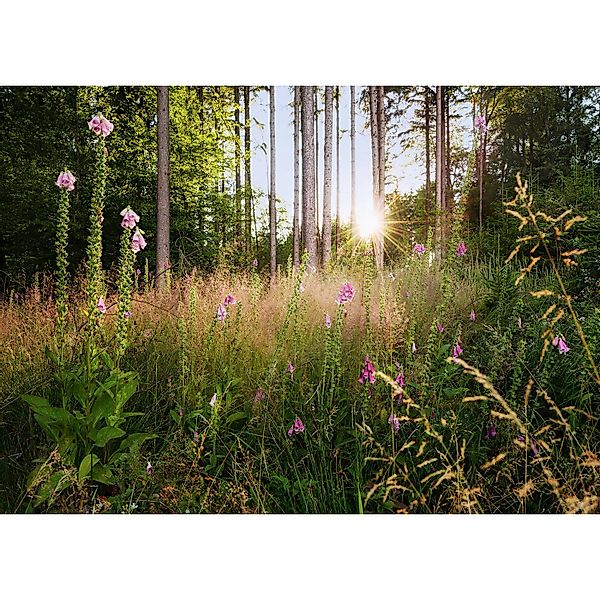 Komar Vliesfototapete Summer Glade 350 cm x 250 cm günstig online kaufen