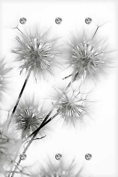 queence Garderobenleiste "Pusteblume" mit 6 Haken, 80 x 120 cm günstig online kaufen