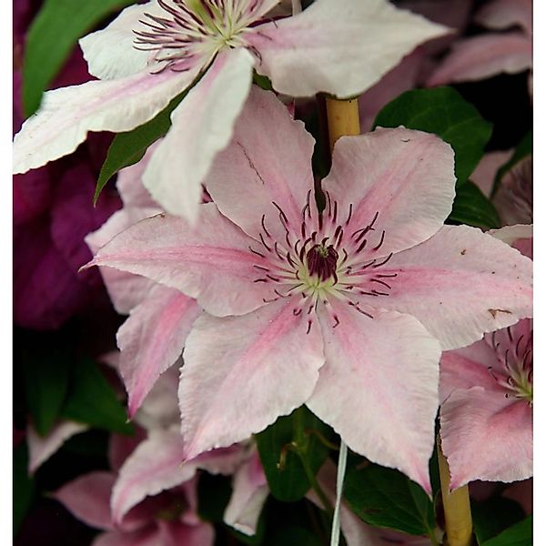 Waldrebe Pink Fantasy 60-80cm - Clematis günstig online kaufen