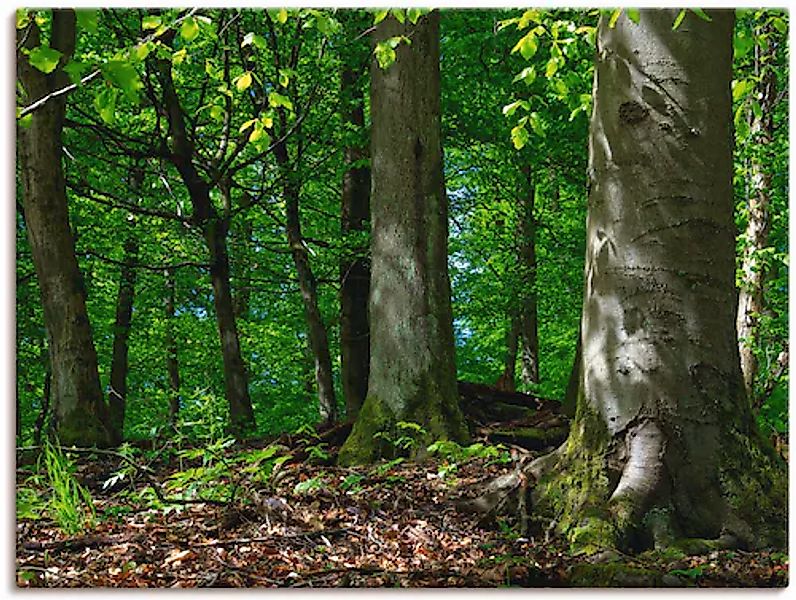 Artland Leinwandbild »Frühling im Buchenwald«, Wald, (1 St.), auf Keilrahme günstig online kaufen