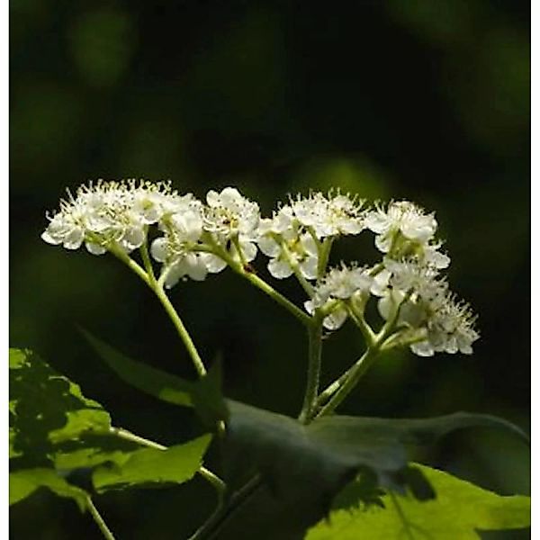 Erlenblättrige Eberesche Red Bird 80-100cm - Sorbus alnifolia günstig online kaufen