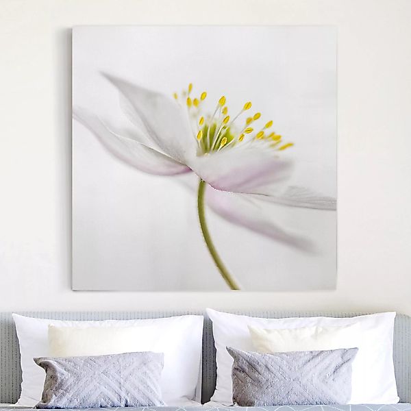 Leinwandbild Blumen - Quadrat Nemorosa günstig online kaufen