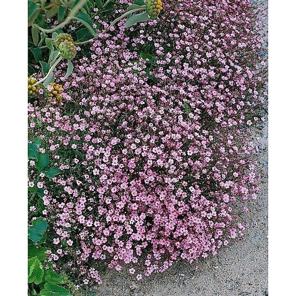 Gypsophila Repens Rosa Schönheit Teppich Schleierkraut Ca. 9x9 cm Topf günstig online kaufen