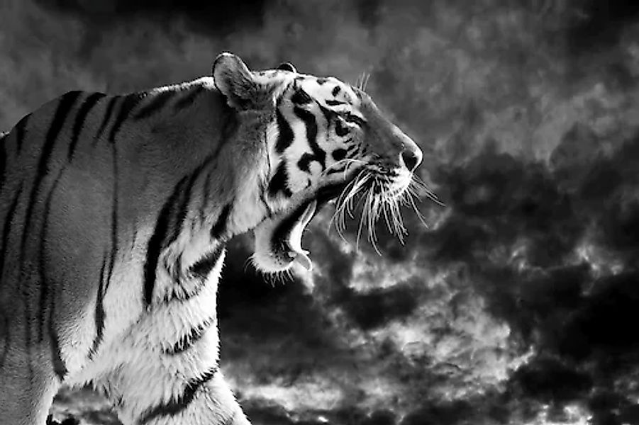 Papermoon Fototapete »Tiger Schwarz & Weiß« günstig online kaufen