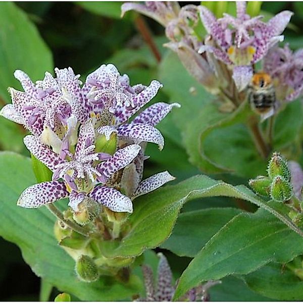 Krötenlilie Miyazaki - Tricyrtis hirta günstig online kaufen