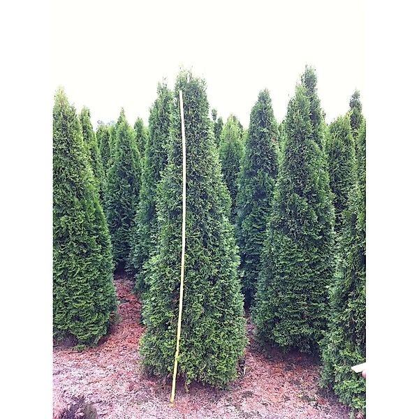 Thuja occidentalis 'Smaragd' 200-225 cm günstig online kaufen