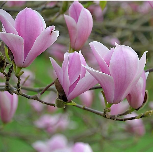 Tulpen Magnolie Heaven Scent 60-80cm - Magnolia soulangiana günstig online kaufen