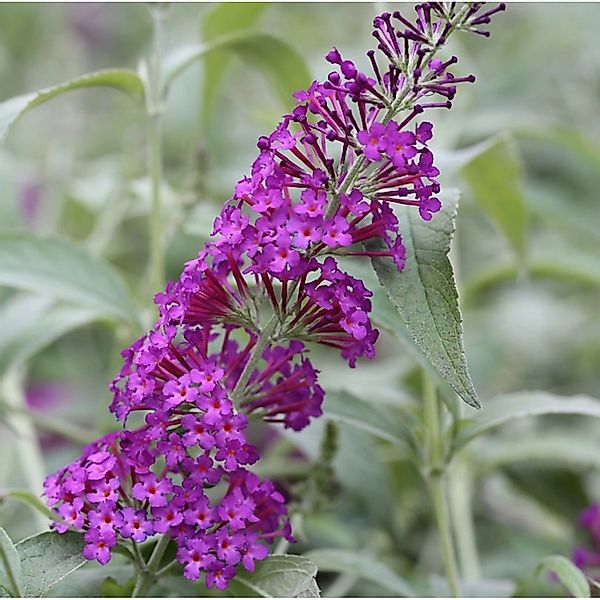 Schmetterlingsflieder Reve de Papillon 40-60cm - Buddleja günstig online kaufen