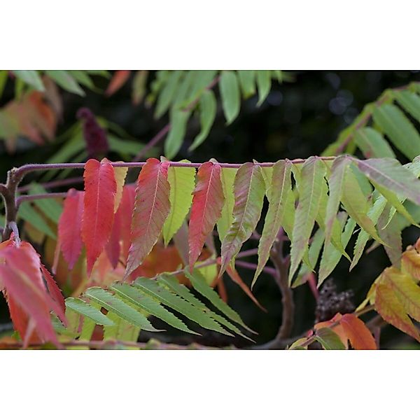 Rhus Typhina Essigbaum 80–100 cm Auffälliges Herbstlaub günstig online kaufen