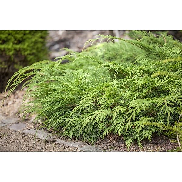Microbiota Decussata Lucas Sibirische Zypresse 20–30 cm günstig online kaufen