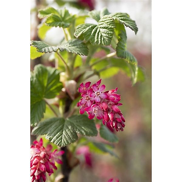 Ribes Sanguineum Pulborough Scarlet Blutjohannisbeere Rot 60–100 cm günstig online kaufen