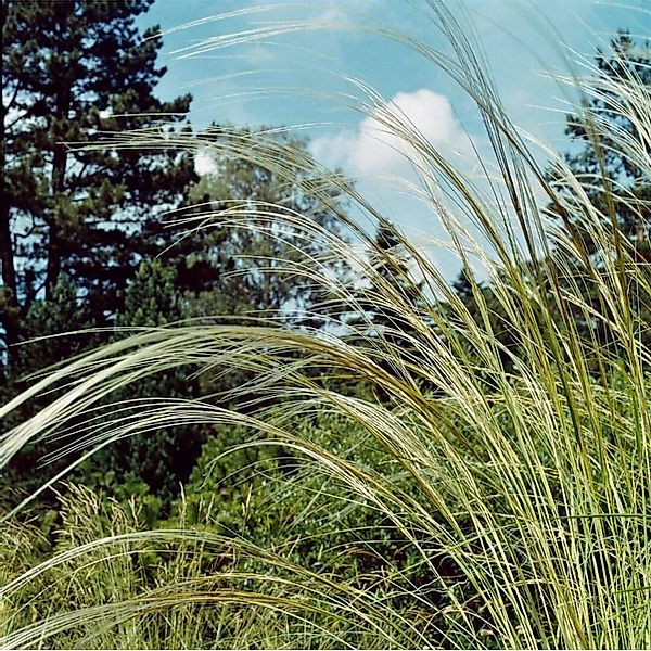 Stipa Barbata Federgras Ca. 9x9 cm Topf günstig online kaufen