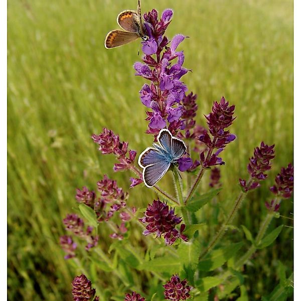 Wiesensalbei Pink Delight - Salvia pratensis günstig online kaufen