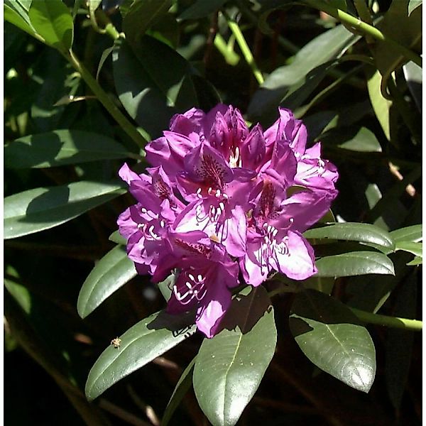 Großblumige Rhododendron Blue Print 30-40cm - Alpenrose günstig online kaufen