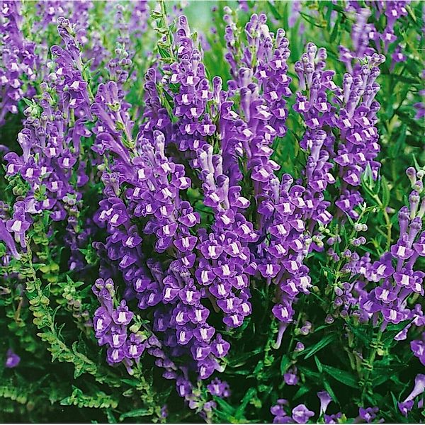 Scutellaria Baicalensis Baikal Helmkraut Ca. 9x9 cm Topf günstig online kaufen