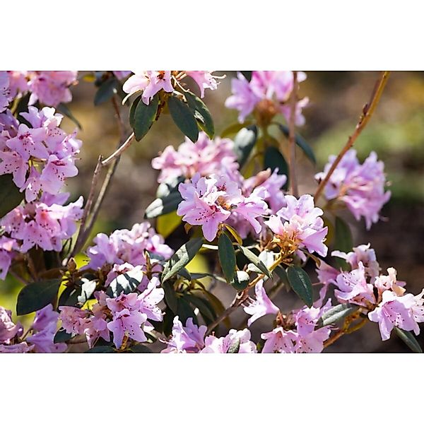 Rhododendron Rubiginosum Rosa Blüten 30–40 cm günstig online kaufen