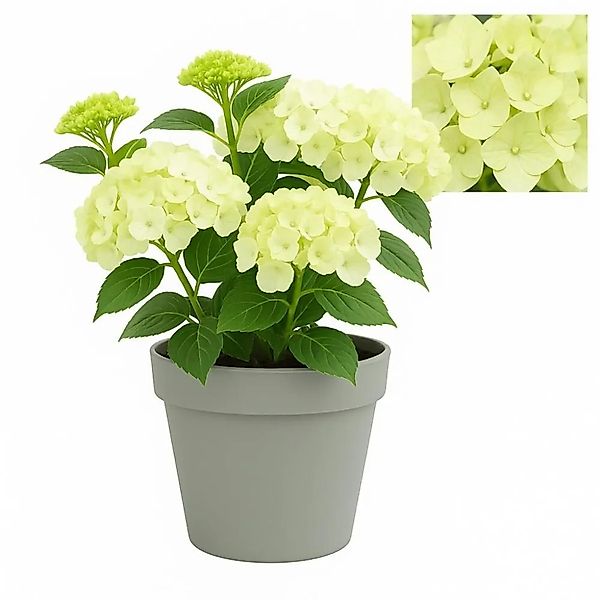 Exotenherz Hortensia Hydrangea Magical Nobless Weiss 6-10 Blühten 23cm Topf günstig online kaufen