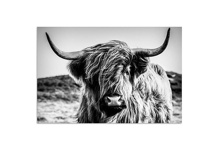 MuchoWow Poster Schottischer Highlander - Natur - Kuh - Schwarz - Weiß, (1 günstig online kaufen