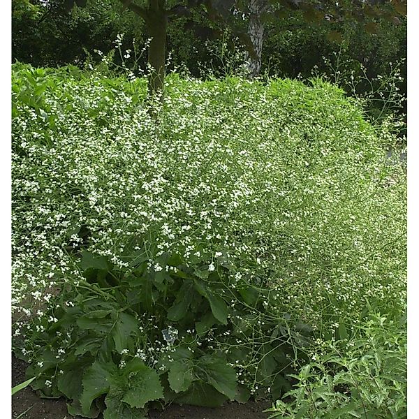 Großer Meerkohl - Crambe cordifolia günstig online kaufen