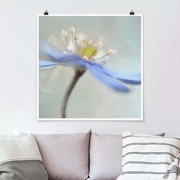 Poster Blumen - Quadrat Tanzende Anemonen günstig online kaufen