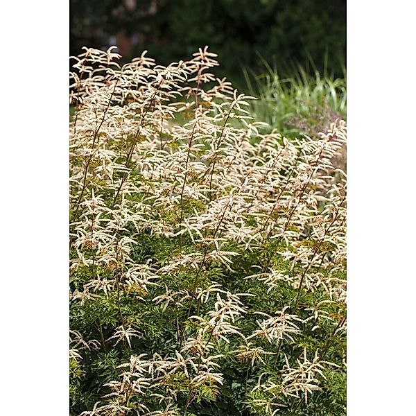 Aruncus Aethusifolius Horatio Zwerg Geißbart Ca. 11x11 cm Topf günstig online kaufen