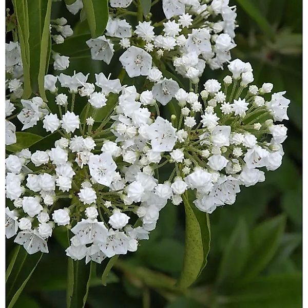 Großer Berglorbeer Snowdrift 30-40cm - Kalmia,atifolia günstig online kaufen