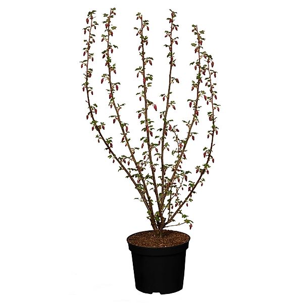 GROW by OBI Zierjohannisbeere King Edward Rot Höhe ca. 60 - 80 cm Topf ca. günstig online kaufen