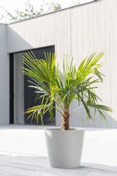 ECOPOTS Blumentopf AMSTERDAM White Grey, BxTxH: günstig online kaufen