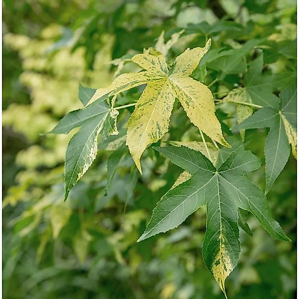 Hochstamm Amberbaum Silver King 80-100cm - Liquidambar styraciflua günstig online kaufen