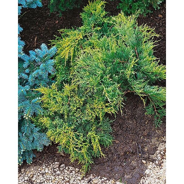 Juniperus Chinensis Blue And Gold Wacholder 20–25 cm günstig online kaufen