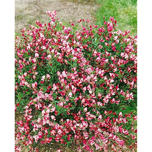 Cytisus Scoparius Besenginster 'Eva' 40-50 cm günstig online kaufen
