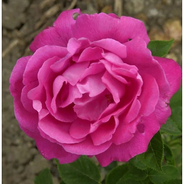 Historische Rose Ulrich Brunner Fils 30-60cm günstig online kaufen