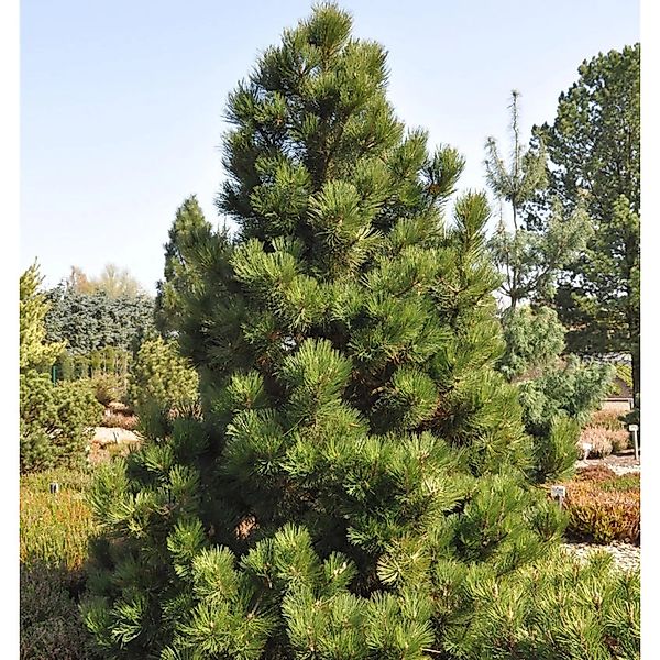 Bosnische Zwergkiefer Malinki 15-20cm - Pinus leucodermis günstig online kaufen